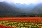 Srinagar Local Sightseeing