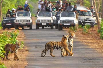 Jim Corbett Wildlife Tour 5 Days